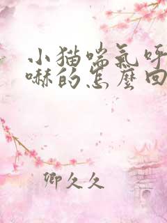 小猫喘气呼哧呼哧的怎么回事