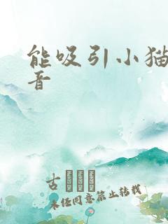 能吸引小猫的声音
