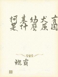 柯基幼犬有泪痕是什么原因