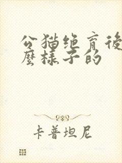 公猫绝育后是什么样子的