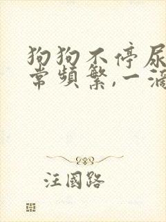 狗狗不停尿,非常频繁,一滴一滴的尿