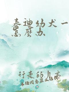 泰迪幼犬一直叫怎么办