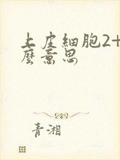 上皮细胞2+什么意思