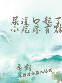 尿道口起了一个小疙瘩有点疼