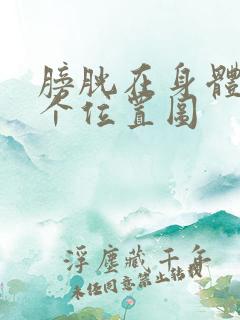 膀胱在身体的哪个位置图