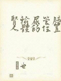 肾输尿管膀胱在人体的位置图