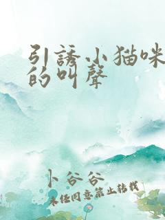 引诱小猫咪过来的叫声