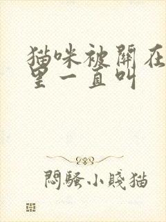 猫咪被关在笼子里一直叫