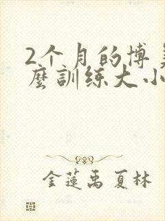 2个月的博美怎么训练大小便