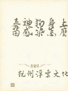 泰迪狗身上有真菌感染怎么办