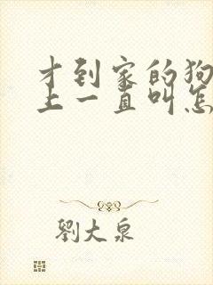 才到家的狗狗晚上一直叫怎么办