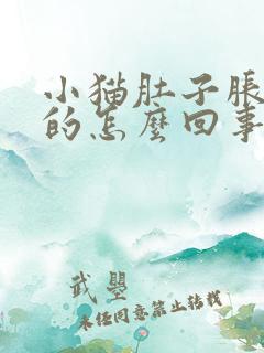 小猫肚子胀鼓鼓的怎么回事