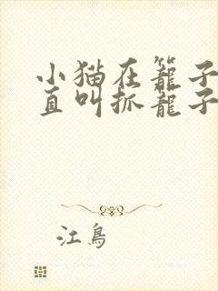 小猫在笼子里一直叫抓笼子