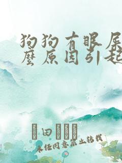 狗狗有眼屎是什么原因引起的