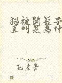 猫被关笼子里一直叫是为什么