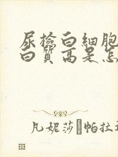 尿检白细胞和蛋白质高是怎么回事