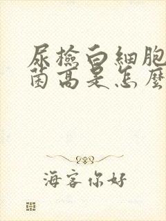 尿检白细胞高细菌高是怎么回事