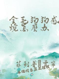 金毛狗狗感冒发烧怎么办