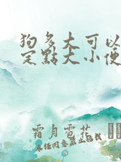 狗多大可以训练定点大小便