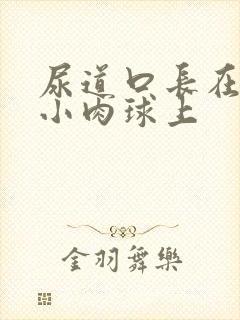 尿道口长在一个小肉球上