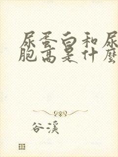 尿蛋白和尿白细胞高是什么原因引起的