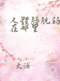 人体膀胱的位置在哪里