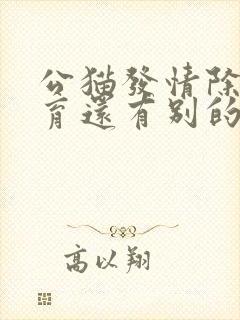 公猫发情除了绝育还有别的办法吗?