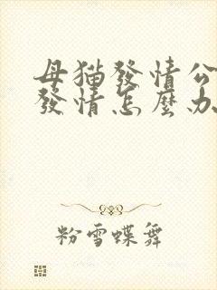 母猫发情公猫不发情怎么办