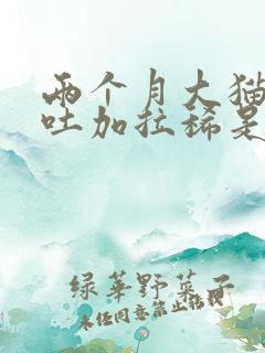 两个月大猫咪呕吐加拉稀是怎么回事