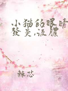 小猫的眼睛红肿发炎,流脓