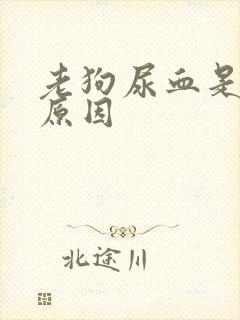 老狗尿血是什么原因