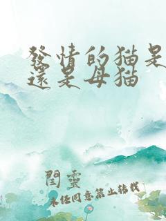 发情的猫是公猫还是母猫