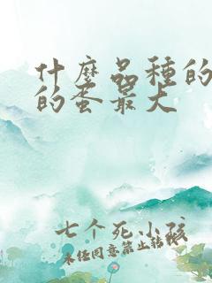 什么品种的鸡下的蛋最大