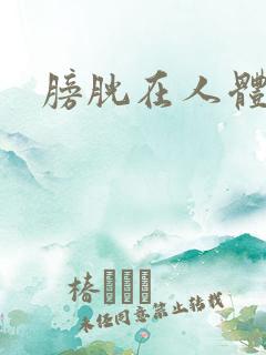 膀胱在人体位置