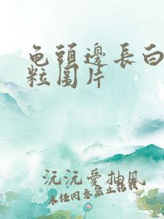 龟头边长白色肉粒图片