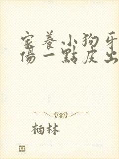 家养小狗牙齿划伤一点皮出血有事吗