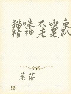 猫咪不吃东西没精神老是趴着