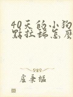 40天的小狗有点拉稀怎么办