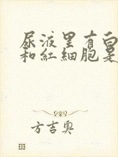 尿液里有白细胞和红细胞是怎么回事