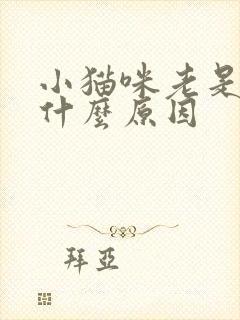 小猫咪老是吐是什么原因