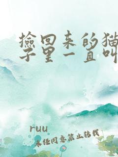 捡回来的猫关笼子里一直叫