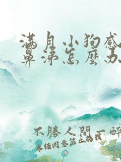 满月小狗感冒流鼻涕怎么办