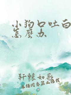 小狗口吐白沫该怎么办