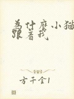 为什么小猫一直跟着我