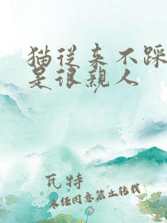 猫从来不踩奶但是很亲人