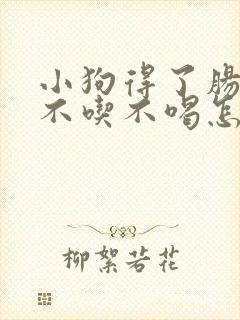 小狗得了肠胃炎不吃不喝怎么办