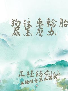 狗往车轮胎上撒尿怎么办