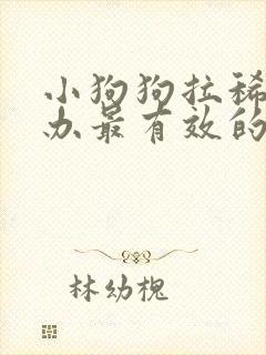 小狗狗拉稀怎么办最有效的方法