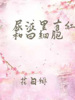 尿液里有红细胞和白细胞