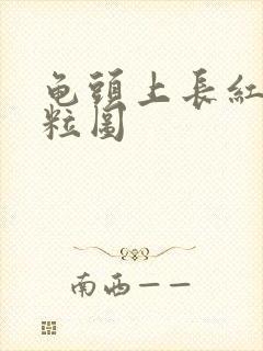 龟头上长红色颗粒图